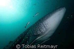 Whaleshark, suddenly approaching after a deep dive, I was... by Tobias Reitmayr 